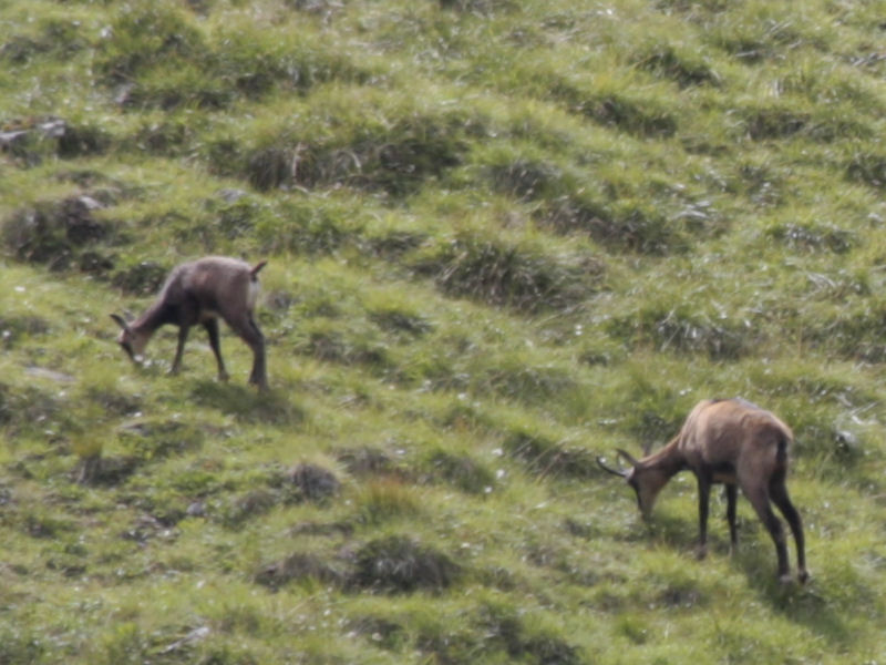 cervi nel parco nazionale svizzero